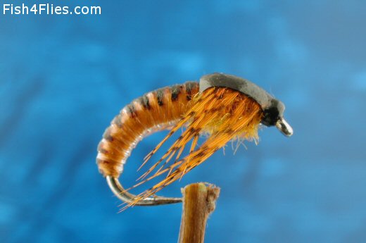 Fish4Flies Rusty Ammonite